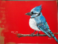 bluejay