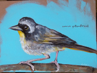 yellowthroat