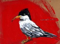 tern